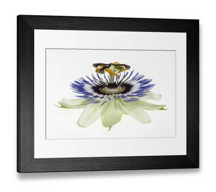 Framed Print : Passion Flower -Passiflora- Framed Print : Passion Flower -Passiflora-