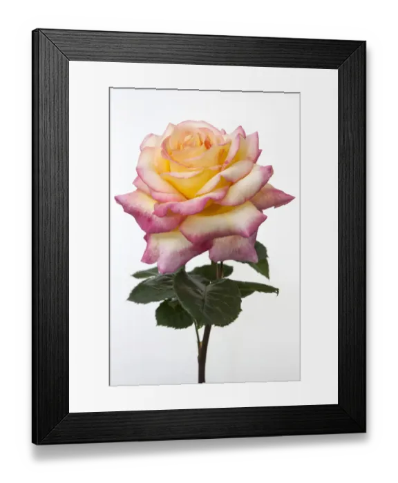 Framed Print : Rose -Rosa- Framed Print : Rose -Rosa-