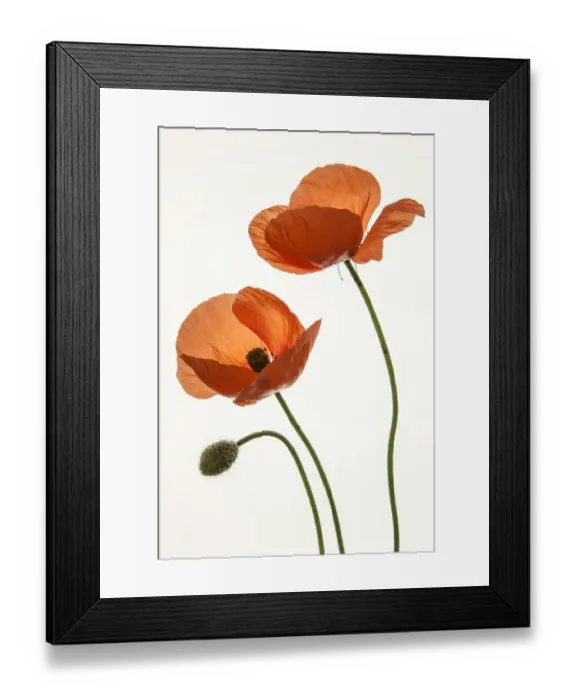Framed Print : Poppy, Poppies -Papaver-