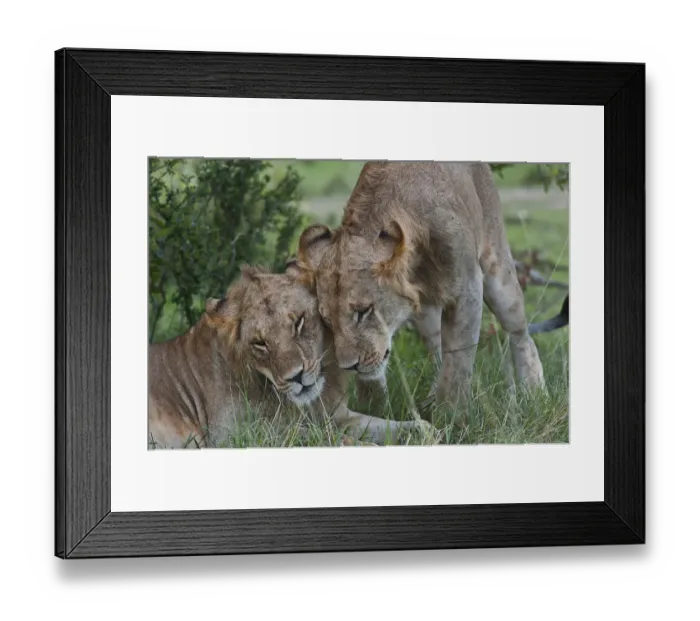 Framed Print : Lionesses -Panthera leo- greeting each other, Msai Mara, Kenya Framed Print : Lionesses -Panthera leo- greeting each other, Msai Mara, Kenya