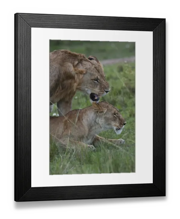 Framed Print : Lions -Panthera leo-, couple mating, Msai Mara, Kenya Framed Print : Lions -Panthera leo-, couple mating, Msai Mara, Kenya