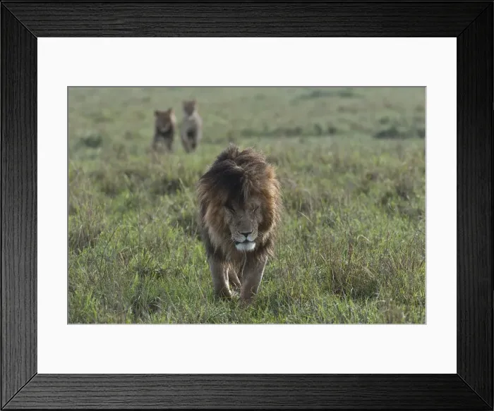 Framed Print : Maned Lion -Panthera leo-, walking, Msai Mara, Kenya Framed Print : Maned Lion -Panthera leo-, walking, Msai Mara, Kenya