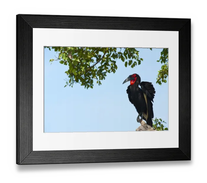 Framed Print : Southern Ground Hornbill -Bucorvus leadbeateri-, Msai Mara, Kenya Framed Print : Southern Ground Hornbill -Bucorvus leadbeateri-, Msai Mara, Kenya