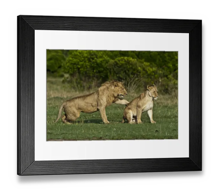 Framed Print : Lions -Panthera leo-, adult couple before mating, Msai Mara, Kenya Framed Print : Lions -Panthera leo-, adult couple before mating, Msai Mara, Kenya