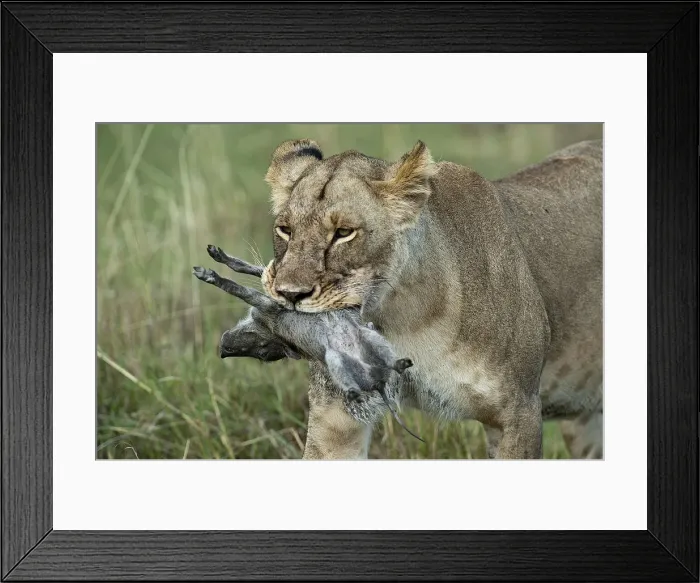 Framed Print : Lioness -Panthera leo-, adult, with warthog kill, Msai Mara, Kenya Framed Print : Lioness -Panthera leo-, adult, with warthog kill, Msai Mara, Kenya