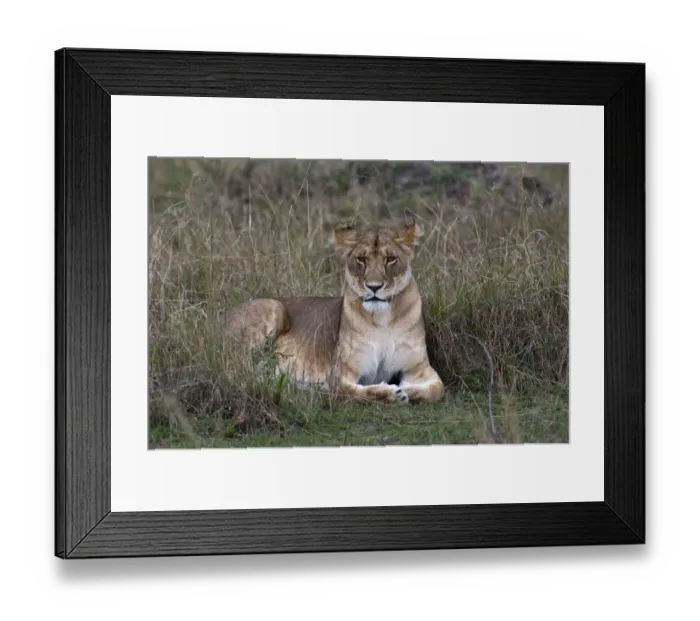 Framed Print : Lioness -Panthera leo-, adult, Msai Mara, Kenya Framed Print : Lioness -Panthera leo-, adult, Msai Mara, Kenya
