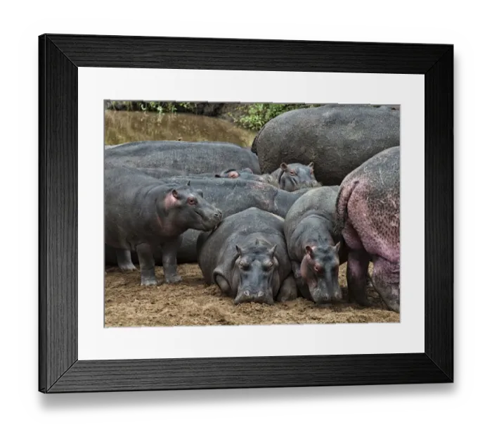 Framed Print : Hippopotamuses -Hippopotamus amphibius- with young, Olare Orok, Msai Mara National Reserve, Kenya Framed Print : Hippopotamuses -Hippopotamus amphibius- with young, Olare Orok, Msai Mara National Reserve, Kenya