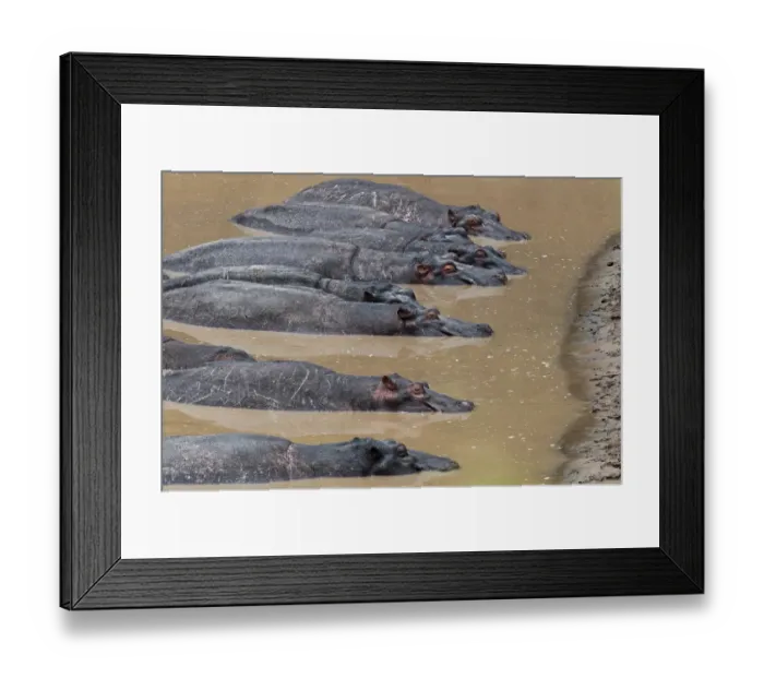 Framed Print : Hippopotamuses -Hippopotamus amphibius- lying next to each other in the water, Olare Orok river, Msai Mara National Reserve Framed Print : Hippopotamuses -Hippopotamus amphibius- lying next to each other in the water, Olare Orok river, Msai Mara National Reserve