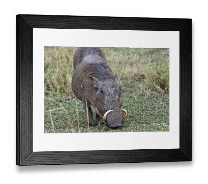 Framed Print : Warthog -Phacochoerus africanus-, Serengeti, Tanzania Framed Print : Warthog -Phacochoerus africanus-, Serengeti, Tanzania