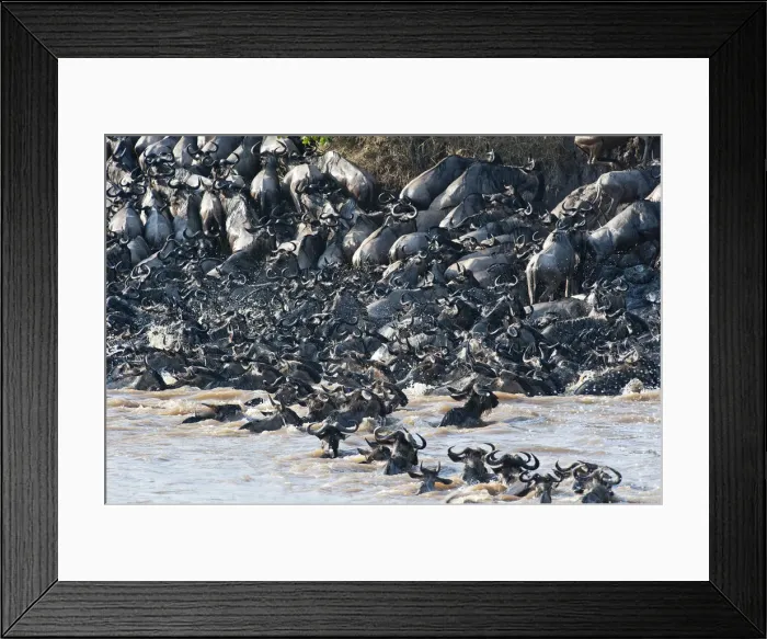 Framed Print : Wildebeest -Corrochaetes taurinus- crossing the Mara river, migration, Msai Mara, Kenya Framed Print : Wildebeest -Corrochaetes taurinus- crossing the Mara river, migration, Msai Mara, Kenya
