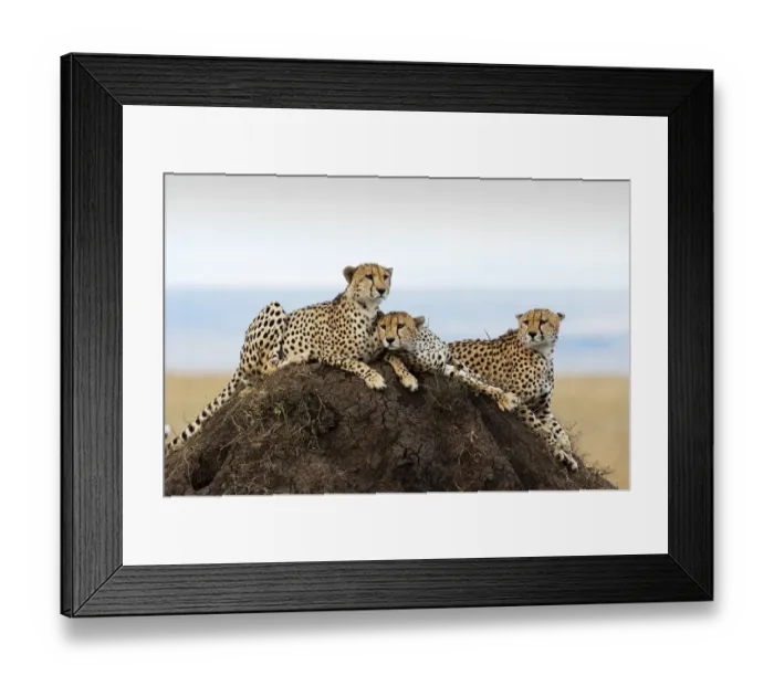 Framed Print : Three Cheetahs -Acinonyx jubatus- on a lookout hill, Msai Mara, Kenya Framed Print : Three Cheetahs -Acinonyx jubatus- on a lookout hill, Msai Mara, Kenya