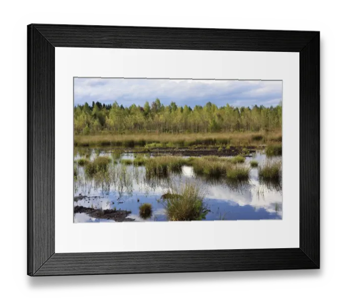 Framed Print : Waterlogged, renatured bog with bulrushes -Schoenoplectus lacustris-, common reed -Phragmites australis- and birches -Betula pubescens-, former peat cultivation region, Raubling, Upper Bavaria, Bavaria, Germany Framed Print : Waterlogged, renatured bog with bulrushes -Schoenoplectus lacustris-, common reed -Phragmites australis- and birches -Betula pubescens-, former peat cultivation region, Raubling, Upper Bavaria, Bavaria, Germany