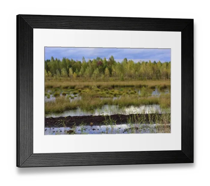 Framed Print : Waterlogged, renatured bog with bulrushes -Schoenoplectus lacustris-, common reed -Phragmites australis- and birches -Betula pubescens-, former peat cultivation region, Raubling, Upper Bavaria, Bavaria, Germany Framed Print : Waterlogged, renatured bog with bulrushes -Schoenoplectus lacustris-, common reed -Phragmites australis- and birches -Betula pubescens-, former peat cultivation region, Raubling, Upper Bavaria, Bavaria, Germany