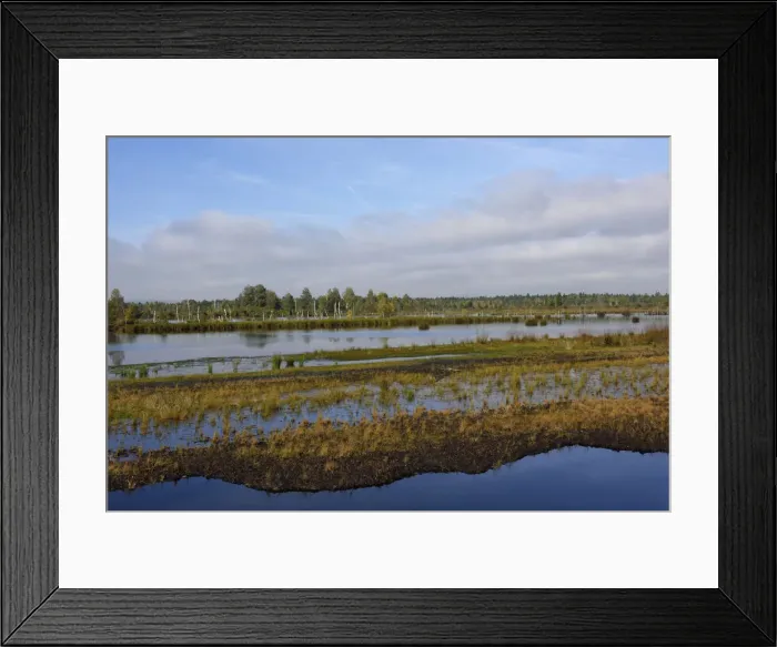 Framed Print : Waterlogged, renatured bog with bulrushes -Schoenoplectus lacustris-, and birches -Betula pubescens-, former peat cultivation region Framed Print : Waterlogged, renatured bog with bulrushes -Schoenoplectus lacustris-, and birches -Betula pubescens-, former peat cultivation region