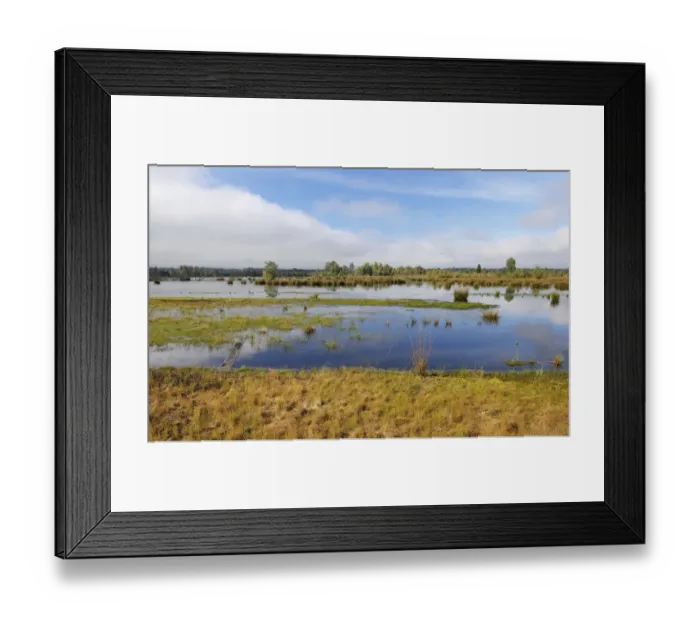 Framed Print : Waterlogged, renatured bog with bulrushes -Schoenoplectus lacustris-, common reed -Phragmites australis- and birches -Betula pubescens-, former peat cultivation region, Raubling, Upper Bavaria, Bavaria, Germany Framed Print : Waterlogged, renatured bog with bulrushes -Schoenoplectus lacustris-, common reed -Phragmites australis- and birches -Betula pubescens-, former peat cultivation region, Raubling, Upper Bavaria, Bavaria, Germany