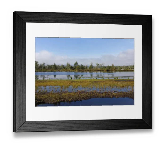 Framed Print : Waterlogged, renatured bog with bulrushes -Schoenoplectus lacustris-, common reed -Phragmites australis- and birches -Betula pubescens-, former peat cultivation region, Raubling, Upper Bavaria, Bavaria, Germany Framed Print : Waterlogged, renatured bog with bulrushes -Schoenoplectus lacustris-, common reed -Phragmites australis- and birches -Betula pubescens-, former peat cultivation region, Raubling, Upper Bavaria, Bavaria, Germany