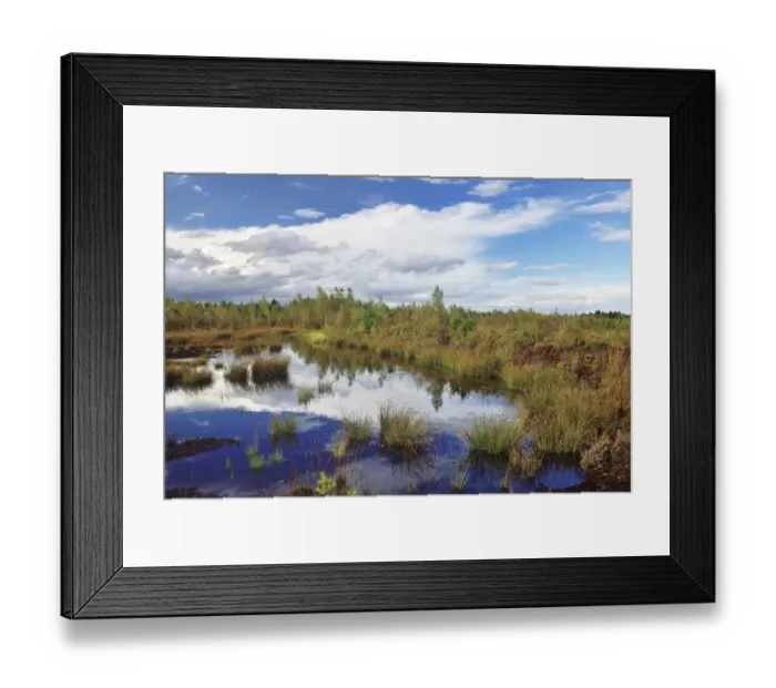 Framed Print : Waterlogged, renatured bog with bulrushes -Schoenoplectus lacustris-, common reed -Phragmites australis- and birch -Betula pubescens-, former peat cultivation region, Raubling, Upper Bavaria, Bavaria, Germany