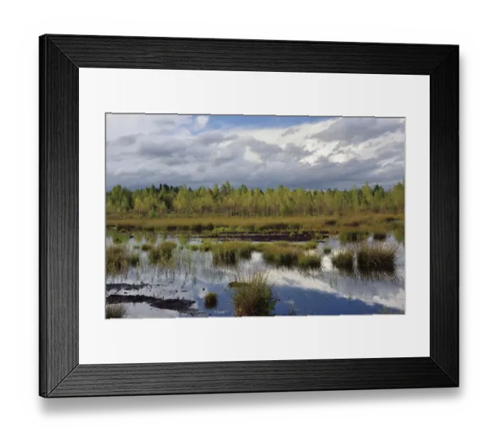 Framed Print : Waterlogged, renatured bog with bulrushes -Schoenoplectus lacustris-, common reed -Phragmites australis- and birch -Betula pubescens-, former peat cultivation region, Raubling, Upper Bavaria, Bavaria, Germany Framed Print : Waterlogged, renatured bog with bulrushes -Schoenoplectus lacustris-, common reed -Phragmites australis- and birch -Betula pubescens-, former peat cultivation region, Raubling, Upper Bavaria, Bavaria, Germany