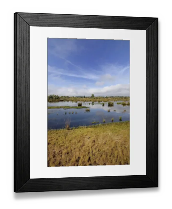 Framed Print : Waterlogged, renatured bog with bulrushes -Schoenoplectus lacustris-, former peat cultivation region, Raubling, Upper Bavaria, Bavaria, Germany Framed Print : Waterlogged, renatured bog with bulrushes -Schoenoplectus lacustris-, former peat cultivation region, Raubling, Upper Bavaria, Bavaria, Germany