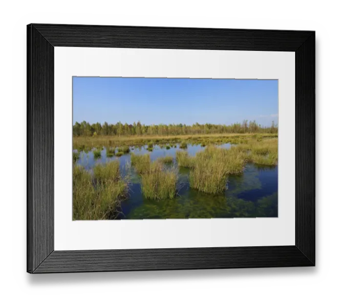 Framed Print : Waterlogged, renatured bog with bulrushes -Schoenoplectus lacustris- and birches -Betula pubescens-, former peat cultivation region, Raubling, Upper Bavaria, Bavaria, Germany Framed Print : Waterlogged, renatured bog with bulrushes -Schoenoplectus lacustris- and birches -Betula pubescens-, former peat cultivation region, Raubling, Upper Bavaria, Bavaria, Germany