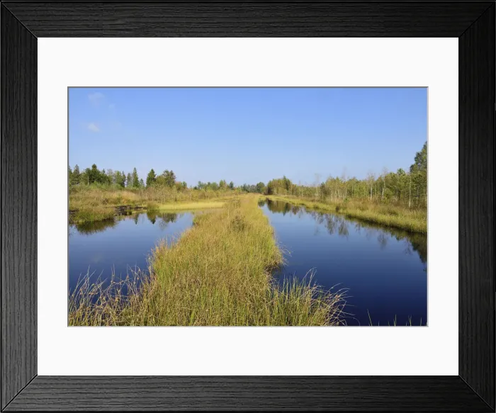 Framed Print : Waterlogged, renatured bog with bulrushes -Schoenoplectus lacustris-, common reed -Phragmites australis- and birches -Betula pubescens-, former peat cultivation region, Raubling, Upper Bavaria, Bavaria, Germany Framed Print : Waterlogged, renatured bog with bulrushes -Schoenoplectus lacustris-, common reed -Phragmites australis- and birches -Betula pubescens-, former peat cultivation region, Raubling, Upper Bavaria, Bavaria, Germany