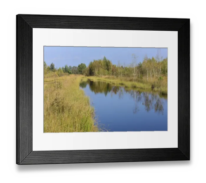 Framed Print : Waterlogged, renatured bog with bulrushes -Schoenoplectus lacustris-, common reed -Phragmites australis- and birches -Betula pubescens-, former peat cultivation region, Raubling, Upper Bavaria, Bavaria, Germany Framed Print : Waterlogged, renatured bog with bulrushes -Schoenoplectus lacustris-, common reed -Phragmites australis- and birches -Betula pubescens-, former peat cultivation region, Raubling, Upper Bavaria, Bavaria, Germany