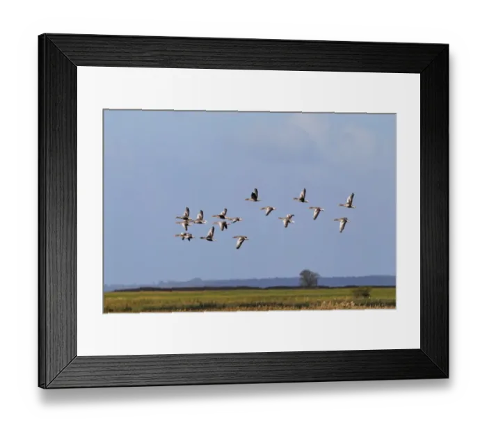 Framed Print : Flying greylag geese -Anser anser-, bird migration, fall migration, Mecklenburg-Western Pomerania, Germany Framed Print : Flying greylag geese -Anser anser-, bird migration, fall migration, Mecklenburg-Western Pomerania, Germany