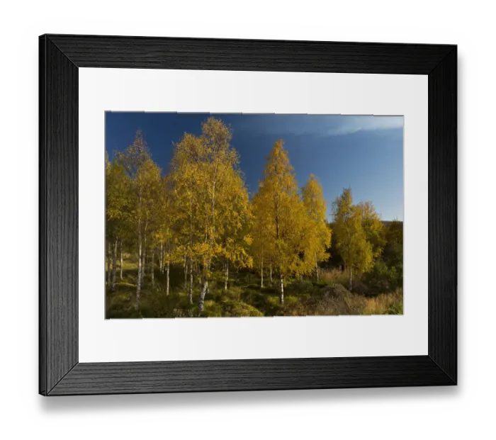 Framed Print : Autumnally coloured birch trees -Betula pendula-, Lake Lagarfljot, near Egilsstaoir, East Iceland, Iceland Framed Print : Autumnally coloured birch trees -Betula pendula-, Lake Lagarfljot, near Egilsstaoir, East Iceland, Iceland