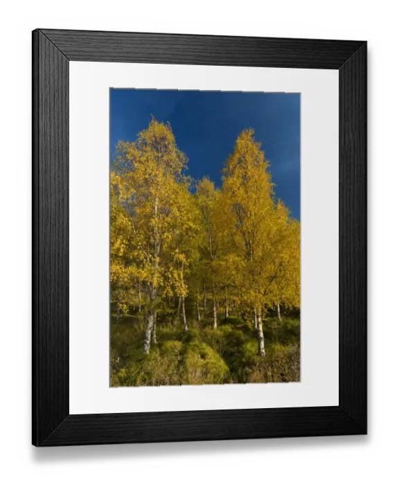 Framed Print : Autumnally coloured birch trees -Betula pendula-, Lake Lagarfljot, near Egilsstaoir, East Iceland, Iceland