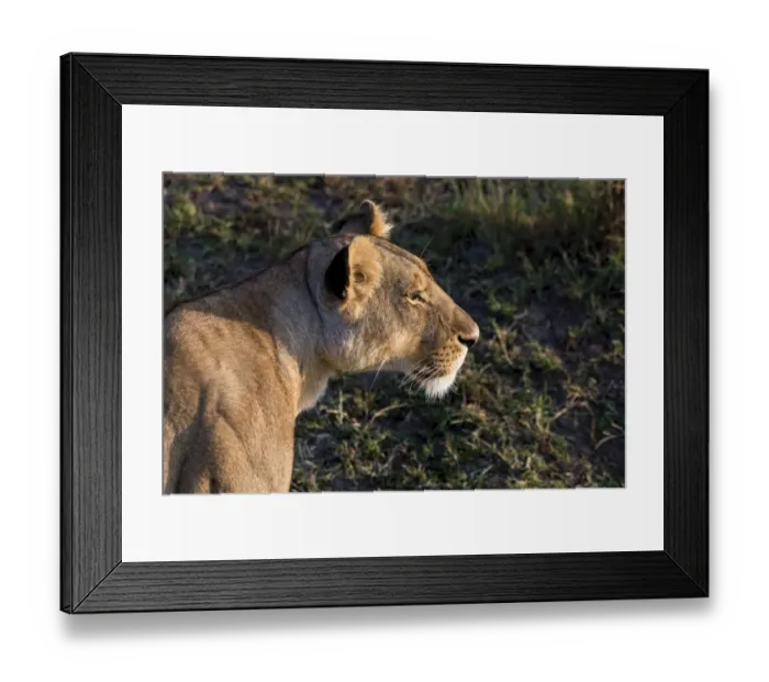 Framed Print : Lioness -Panthera leo-, Msai Mara, Kenya Framed Print : Lioness -Panthera leo-, Msai Mara, Kenya