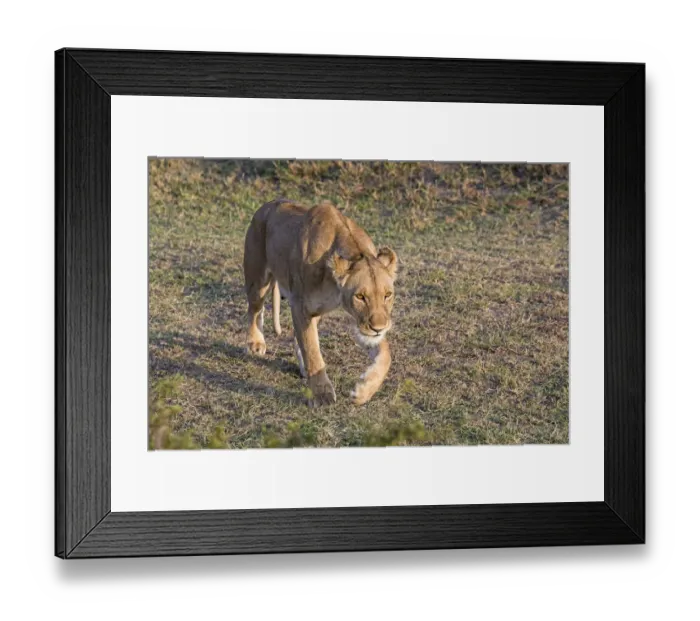 Framed Print : Lioness -Panthera leo-, Msai Mara, Kenya Framed Print : Lioness -Panthera leo-, Msai Mara, Kenya
