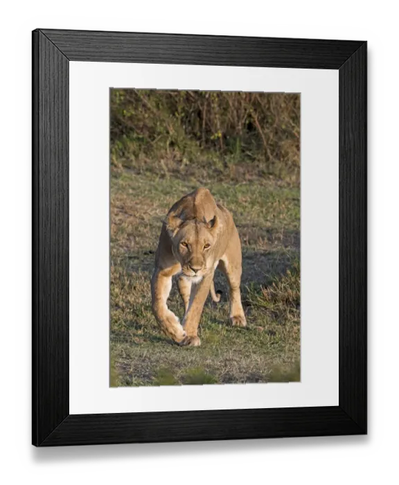 Framed Print : Lioness -Panthera leo-, Msai Mara, Kenya Framed Print : Lioness -Panthera leo-, Msai Mara, Kenya