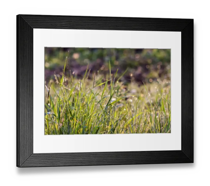 Framed Print : Grass with morning dew Framed Print : Grass with morning dew