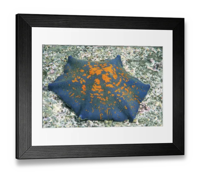 Framed Print : Blue Bat Star -Patiria pectinifera-, genetic mutation, six arms instead of five, Sea of Japan, Primorsky Krai, Russia