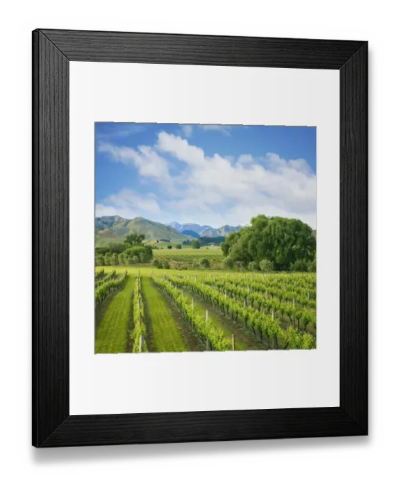 Framed Print : Vineyard tucked up under the mountains, in the wine growing Marlborough Region, South Island, New Zealand Framed Print : Vineyard tucked up under the mountains, in the wine growing Marlborough Region, South Island, New Zealand