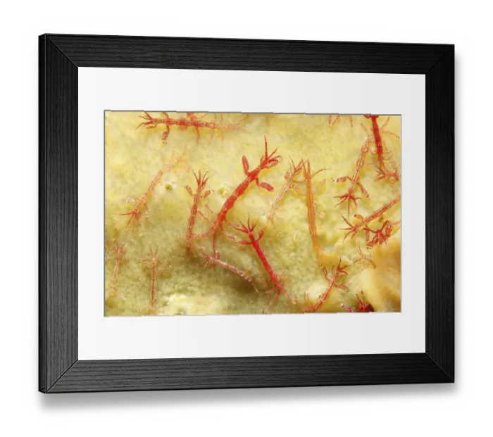 Framed Print : Ghost Shrimps -Caprella linearis-, White Sea, Karelia, Russia Framed Print : Ghost Shrimps -Caprella linearis-, White Sea, Karelia, Russia