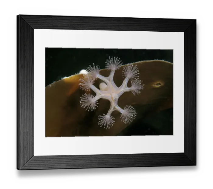 Framed Print : Stalked Jellyfish -Lucernaria quadricornis-, White Sea, Karelia, Russia Framed Print : Stalked Jellyfish -Lucernaria quadricornis-, White Sea, Karelia, Russia