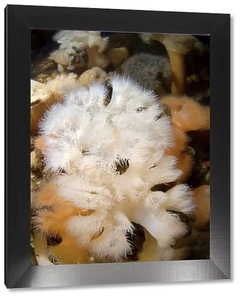 Plumose Anemone or Frilled Anemone -Metridium senile-, White Sea, Karelia, Russia