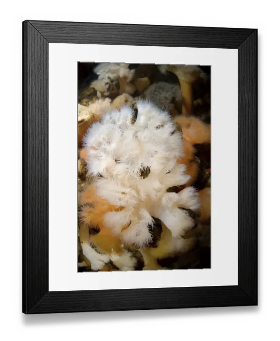 Framed Print : Plumose Anemone or Frilled Anemone -Metridium senile-, White Sea, Karelia, Russia Framed Print : Plumose Anemone or Frilled Anemone -Metridium senile-, White Sea, Karelia, Russia