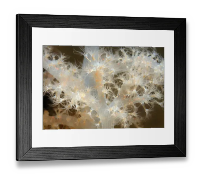 Framed Print : Sea Strawberry -Gersemia rubiformis-, soft coral, White Sea, Karelia, Russia Framed Print : Sea Strawberry -Gersemia rubiformis-, soft coral, White Sea, Karelia, Russia