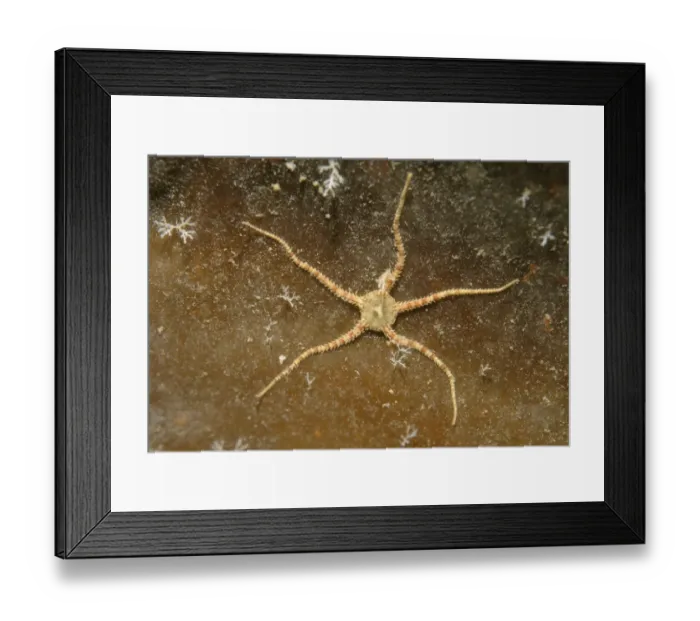 Framed Print : Crevice Brittle Star -Ophiopholis aculeata-, White Sea, Karelia, Russia Framed Print : Crevice Brittle Star -Ophiopholis aculeata-, White Sea, Karelia, Russia