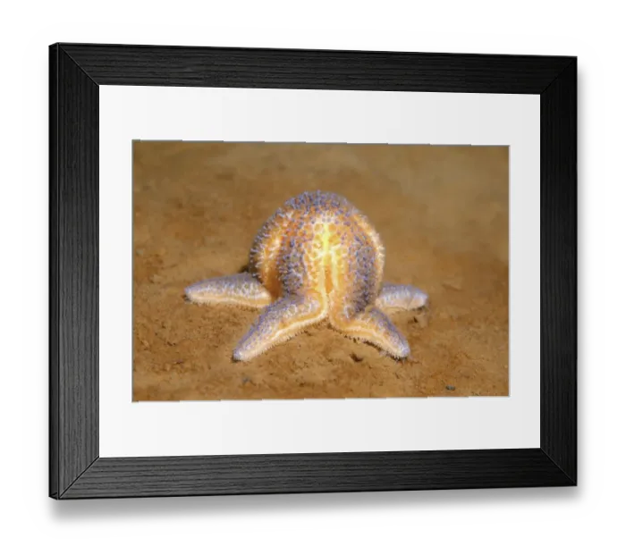 Framed Print : Common Starfish or Common Sea Star -Asterias rubens-, White Sea, Karelia, Arctic, Russia Framed Print : Common Starfish or Common Sea Star -Asterias rubens-, White Sea, Karelia, Arctic, Russia