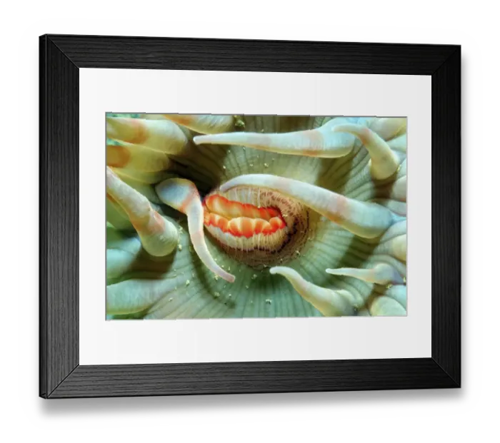 Framed Print : Spotted Swimming Anemone -Stomphia coccinea-, White Sea, Karelia, Arctic, Russia Framed Print : Spotted Swimming Anemone -Stomphia coccinea-, White Sea, Karelia, Arctic, Russia