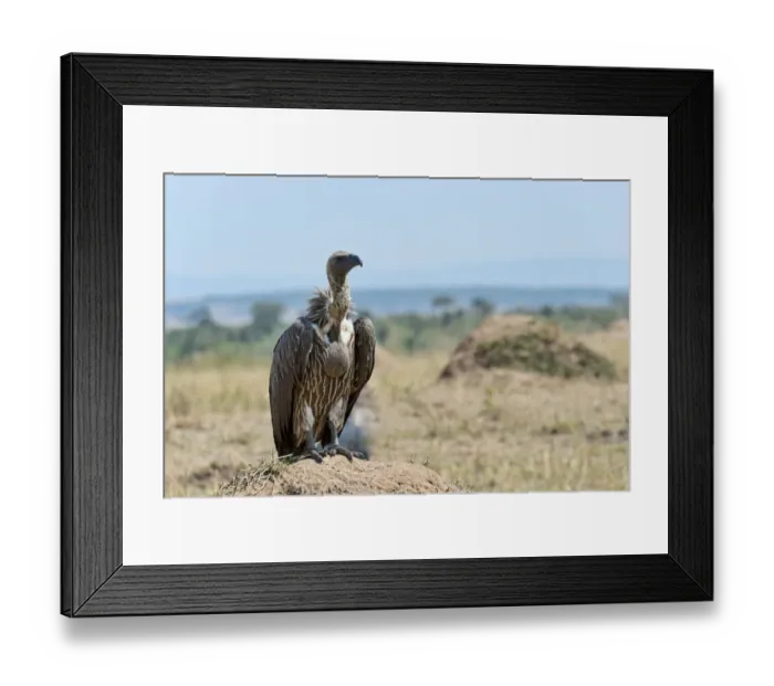Framed Print : Ruppells Vulture -Gyps rueppellii-, Msai Mara, Kenya Framed Print : Ruppells Vulture -Gyps rueppellii-, Msai Mara, Kenya