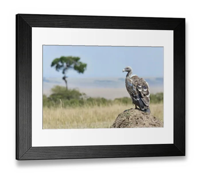 Framed Print : Ruppells Vulture -Gyps rueppellii-, Msai Mara, Kenya Framed Print : Ruppells Vulture -Gyps rueppellii-, Msai Mara, Kenya