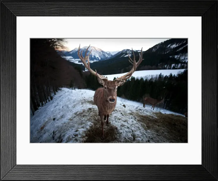 Framed Print : Deer -Cervus elaphus-, stag in the snow, near Ruhpolding, Bavaria, Germany