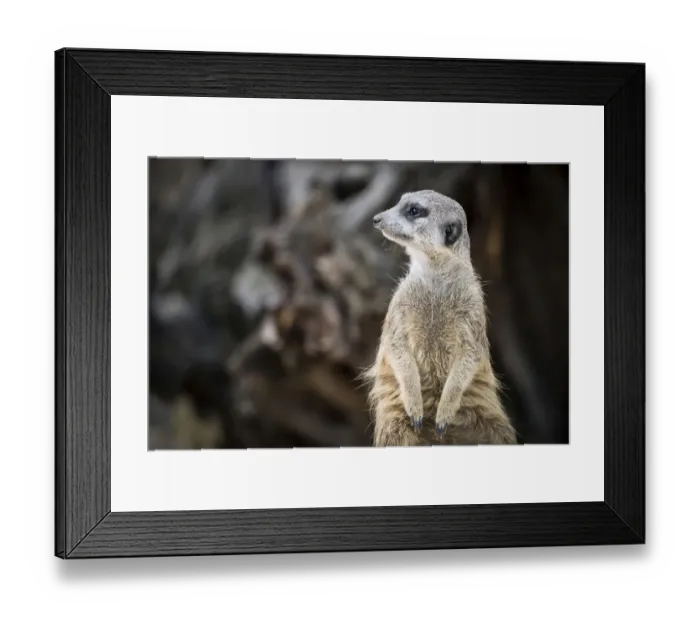 Framed Print : Meerkat -Suricata suricatta-, captive Framed Print : Meerkat -Suricata suricatta-, captive