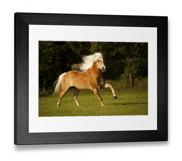 Framed Print : Haflinger, gelding with a long mane, galloping on a meadow Framed Print : Haflinger, gelding with a long mane, galloping on a meadow