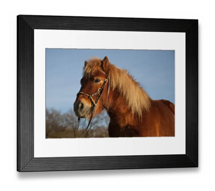 Framed Print : Shetland pony, chestnut gelding, bitless bridle