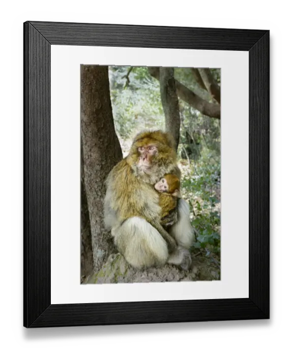 Framed Print : Barbary Macaque -Macaca sylvanus- with young, Ifrane National Park, Morocco Framed Print : Barbary Macaque -Macaca sylvanus- with young, Ifrane National Park, Morocco